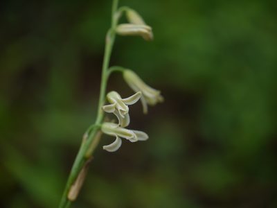 Dipcadi saxorum, photographed by Dinesh Valke