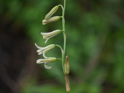 Dipcadi saxorum, photographed by Dinesh Valke