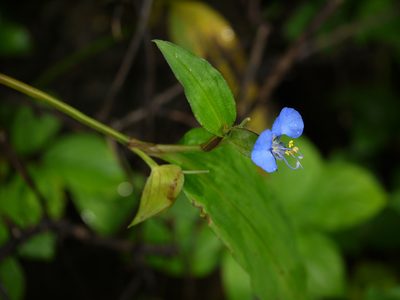 Commelina forskaolii, photographed by Dinesh Valke