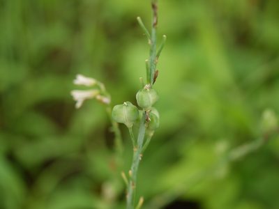 Dipcadi saxorum, photographed by Dinesh Valke
