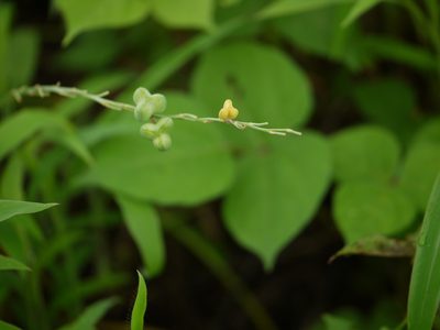 Dipcadi saxorum, photographed by Dinesh Valke