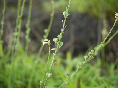 Dipcadi saxorum, photographed by Dinesh Valke