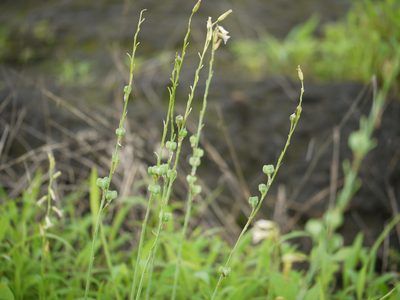 Dipcadi saxorum, photographed by Dinesh Valke
