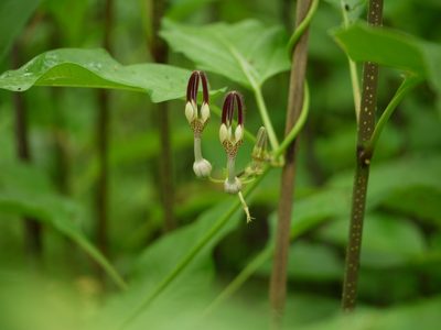 Ceropegia vincifolia, photographed by Dinesh Valke