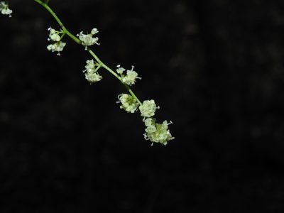 Cyclea peltata, photographed by Srinivasan Kasinathan
