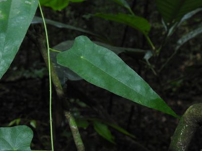 Cyclea peltata, photographed by Srinivasan Kasinathan