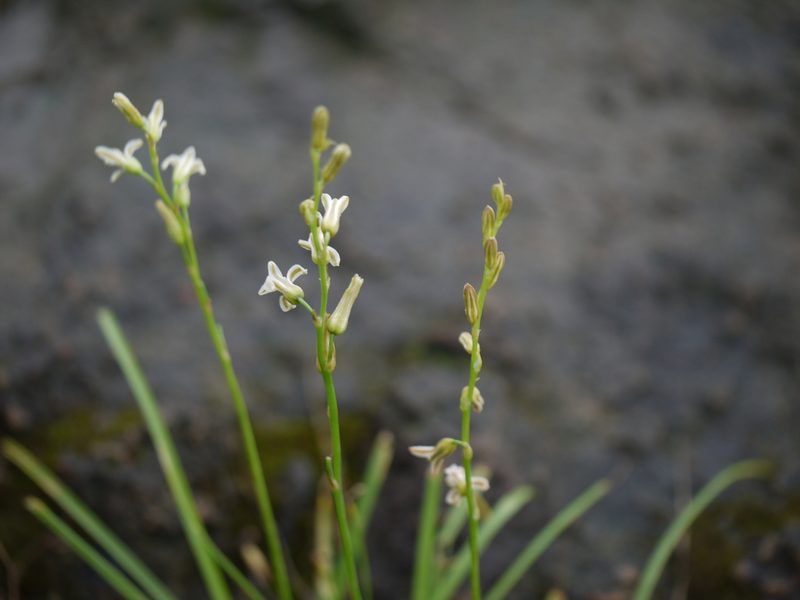 Dipcadi saxorum, photographed by Dinesh Valke