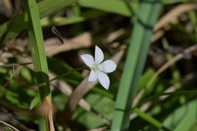 Wahlenbergia rupestris, photographed by Christopher Stephens