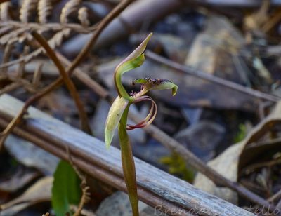 Chiloglottis reflexa, photographed by Brendan Costello