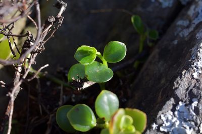 Peperomia urvilleana, photographed by Christopher Stephens