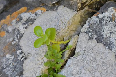Peperomia urvilleana, photographed by Christopher Stephens