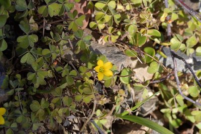 Oxalis rubens, photographed by Christopher Stephens