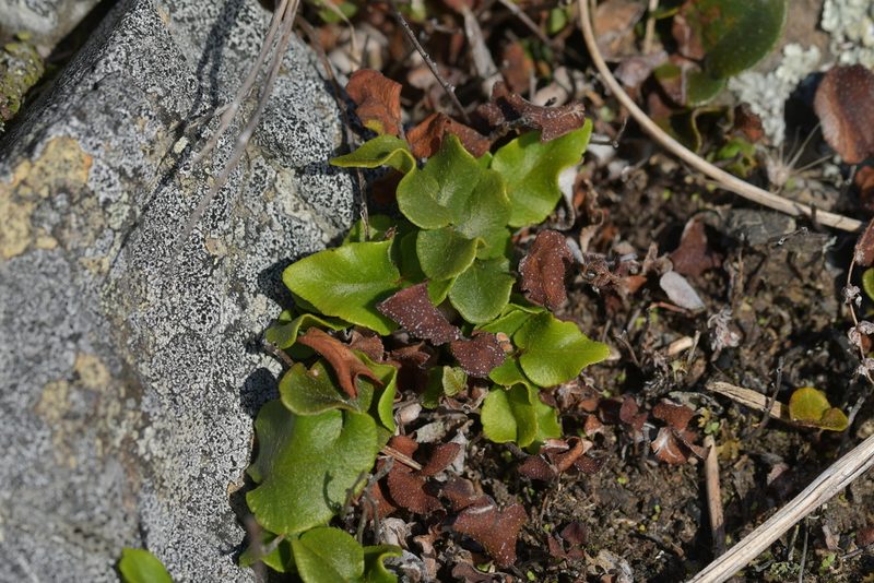 Pellaea calidirupium, photographed by Christopher Stephens