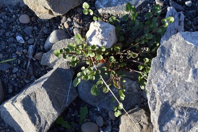 Cardamine corymbosa, photographed by Christopher Stephens