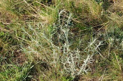 Artemisia glauca, photographed by Alexander Dubynin