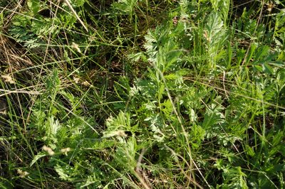 Artemisia latifolia, photographed by Alexander Dubynin