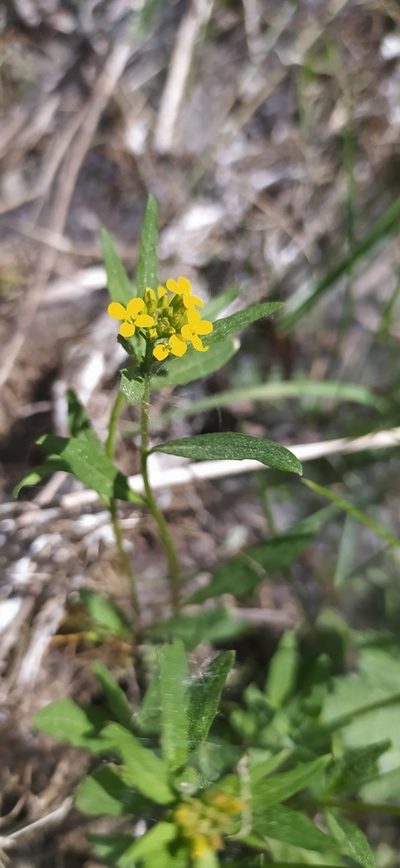 Erysimum marschallianum, photographed by Алексей Ябс