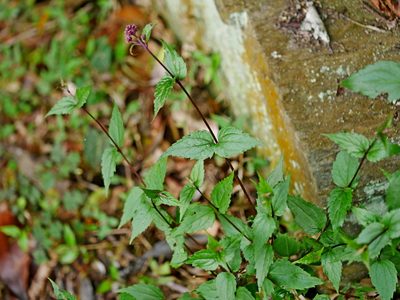 Eupatorium tashiroi, photographed by Jacy Chen