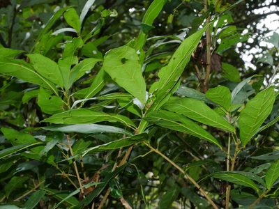 Sloanea dasycarpa, photographed by Jacy Chen