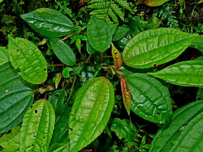 Pilea funkikensis, photographed by Jacy Chen