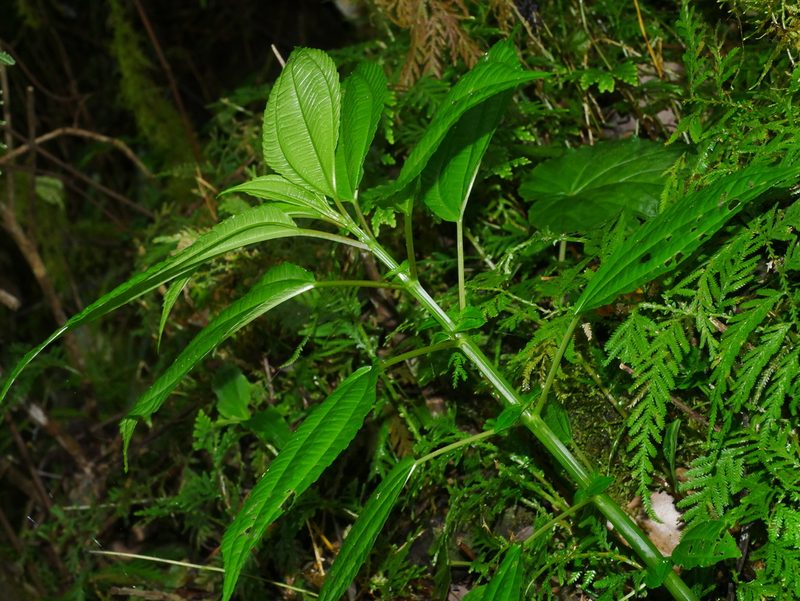 Pilea melastomoides, photographed by Jacy Chen
