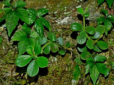 Peperomia japonica, photographed by Jacy Chen