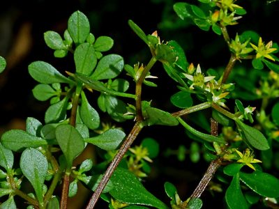 Sedum actinocarpum, photographed by Jacy Chen