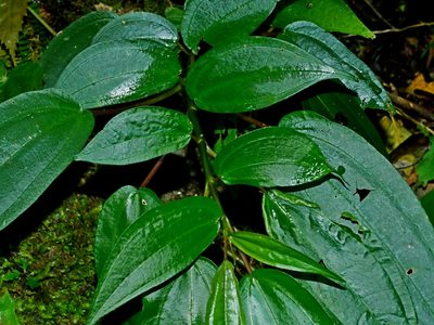 Pilea plataniflora, photographed by Jacy Chen
