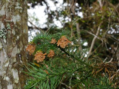 Cunninghamia konishii, photographed by Jacy Chen