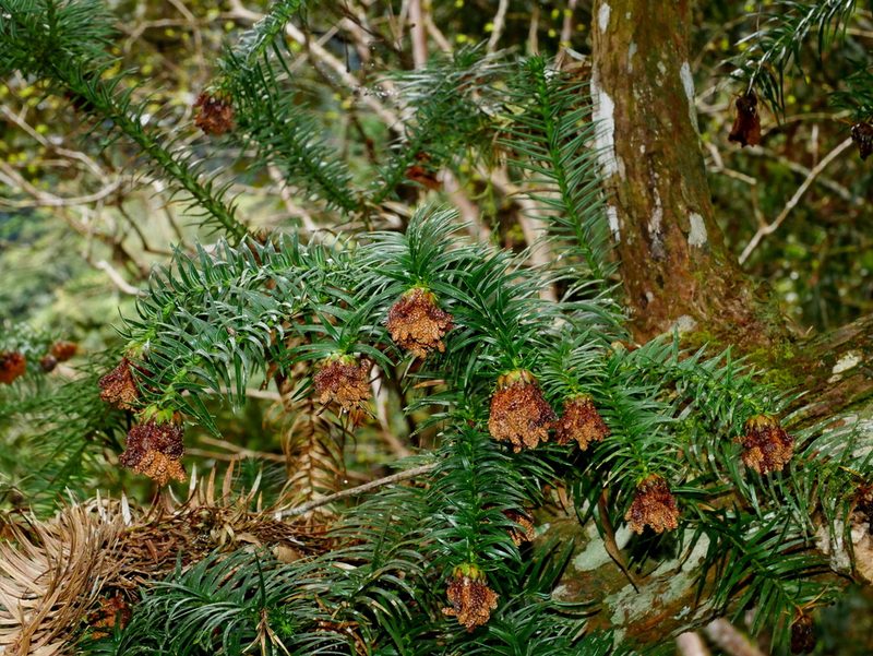 Cunninghamia konishii, photographed by Jacy Chen