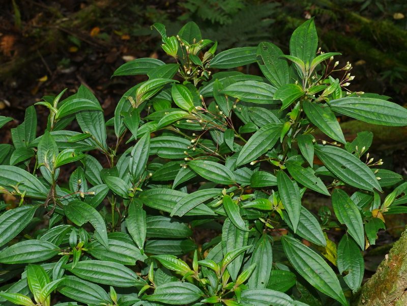 Bredia oldhamii, photographed by Jacy Chen