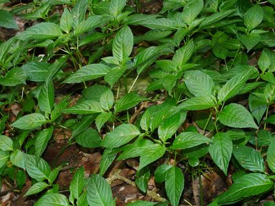 Mercurialis leiocarpa, photographed by Jacy Chen