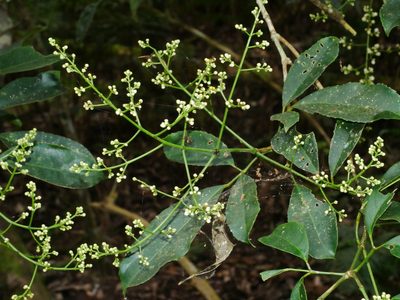 Staphylea ternata, photographed by Jacy Chen