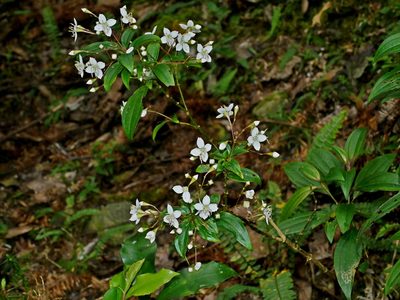 Bredia oldhamii, photographed by Jacy Chen