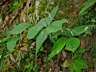 Chloranthus oldhamii, photographed by Jacy Chen