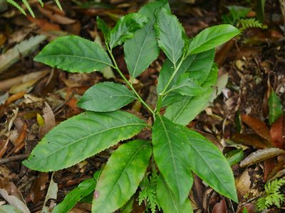 Casearia glomerata, photographed by Jacy Chen