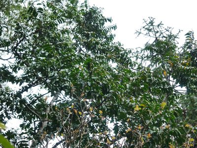 Casearia glomerata, photographed by Jacy Chen