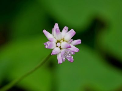 Polygonum senticosum, photographed by Jacy Chen