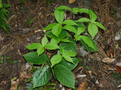 Chloranthus oldhamii, photographed by Jacy Chen