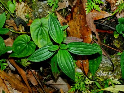 Melastoma scaberrimum, photographed by Jacy Chen