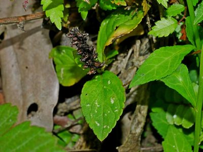 Veronicastrum loshanense, photographed by Jacy Chen