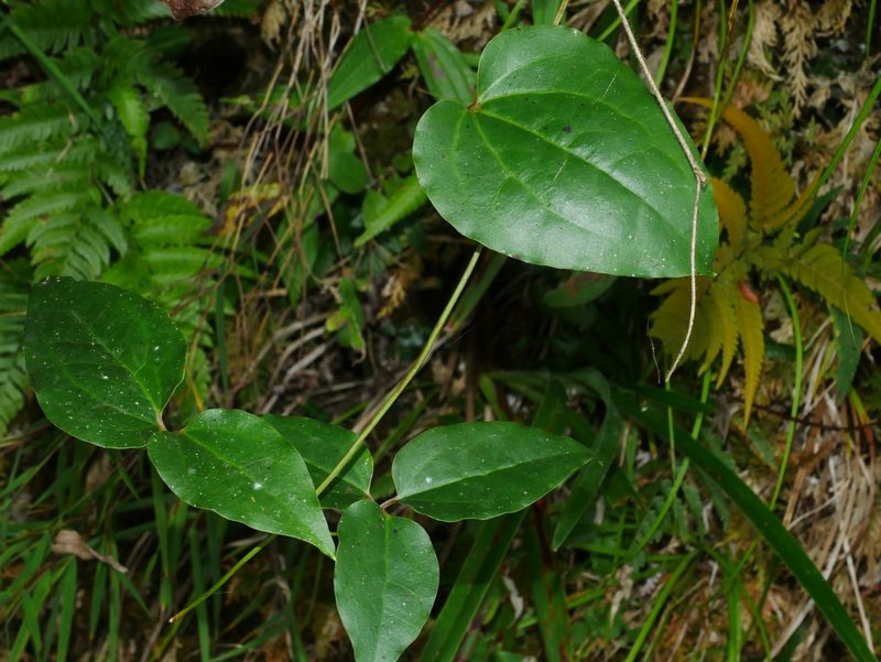 Clematis meyeniana, photographed by Jacy Chen