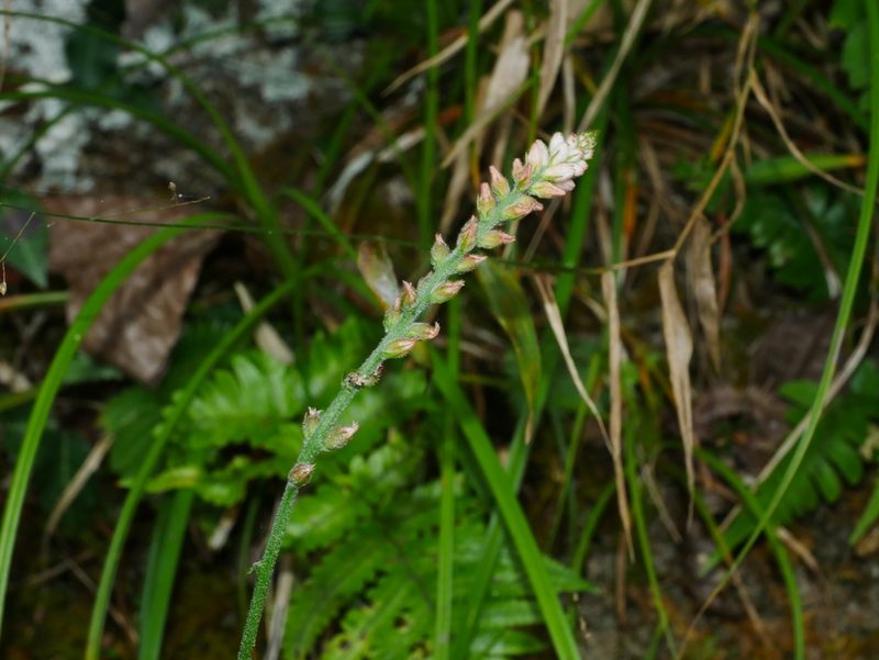 Aletris spicata, photographed by Jacy Chen