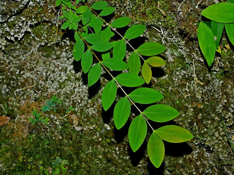 Hypericum geminiflorum, photographed by Jacy Chen
