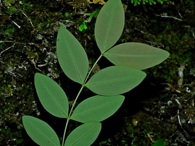 Hypericum geminiflorum, photographed by Jacy Chen