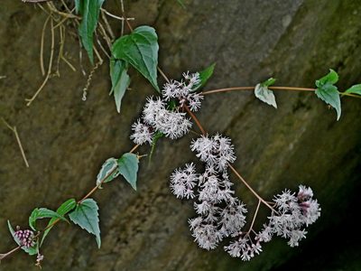 Eupatorium amabile, photographed by Jacy Chen