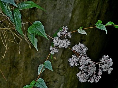 Eupatorium amabile, photographed by Jacy Chen