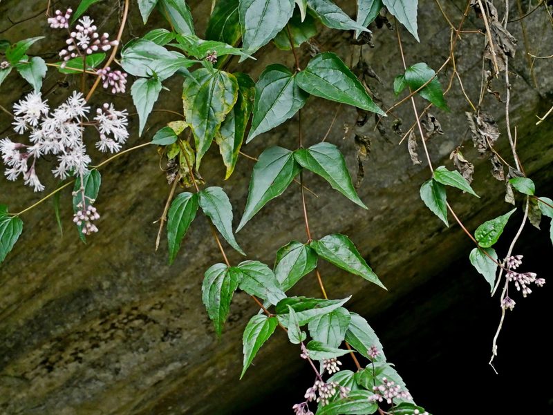 Eupatorium amabile, photographed by Jacy Chen