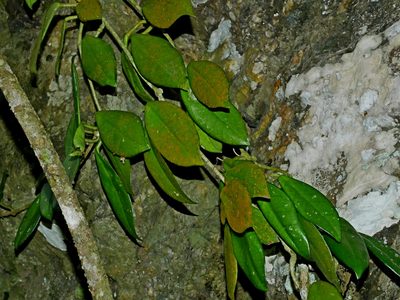 Hoya carnosa, photographed by Jacy Chen