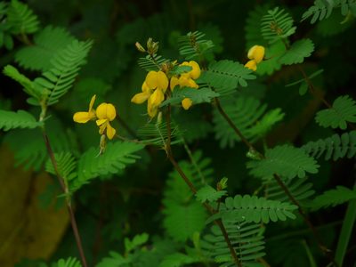 Smithia sensitiva, photographed by Dinesh Valke